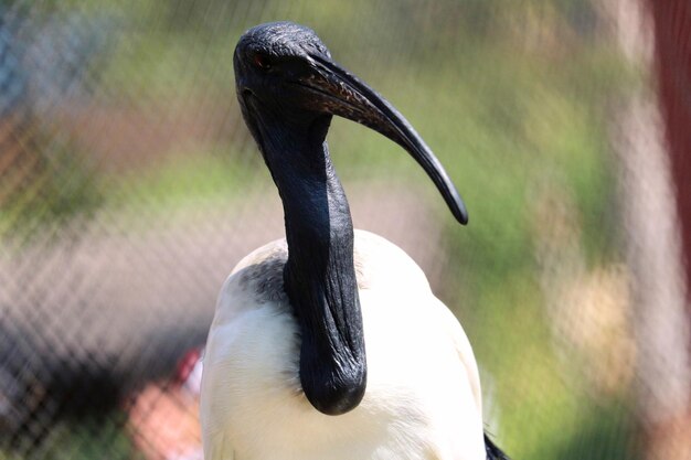 Photo close-up of a bird