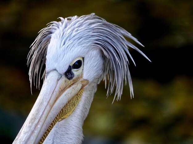 Photo close-up of a bird