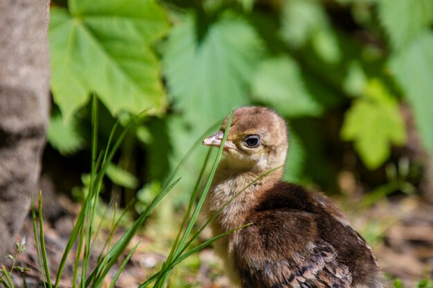 Close-up of a bird