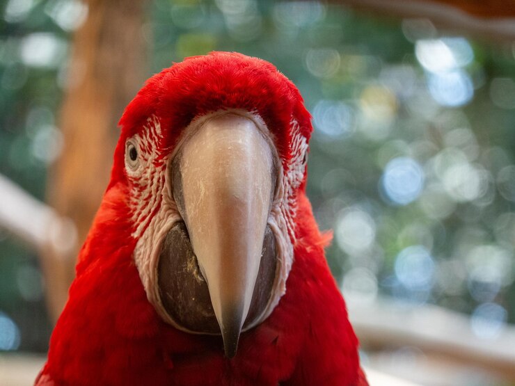 Photo 鳥のクローズアップ