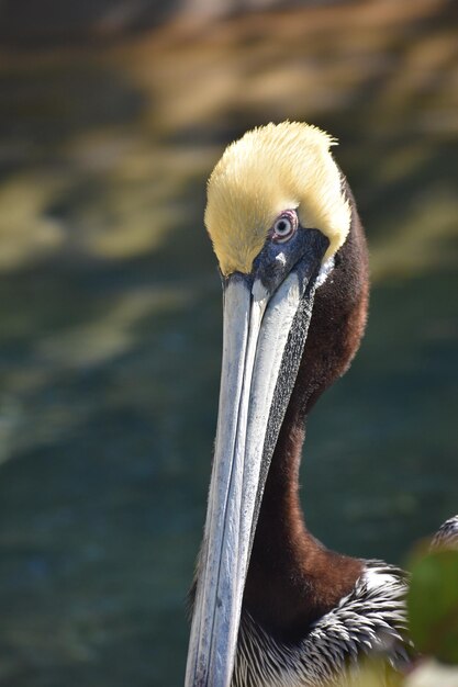 Photo close-up of bird