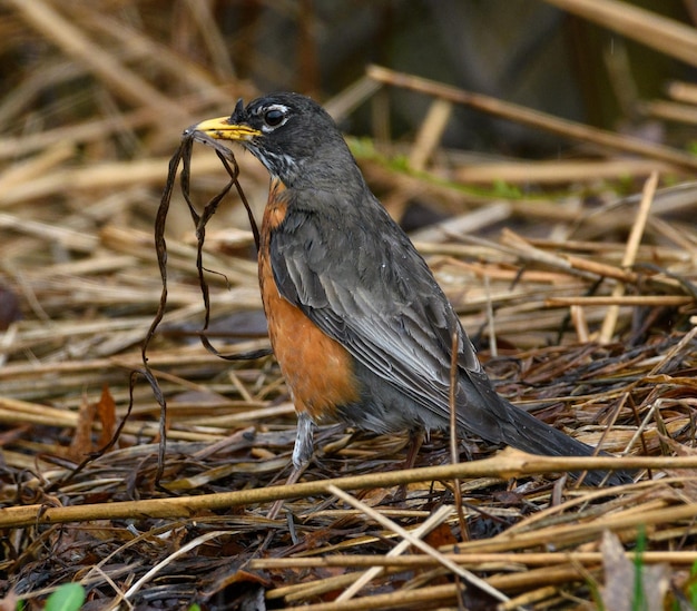 Photo close-up of a bird