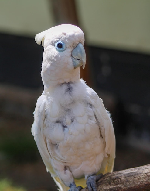 Foto prossimo piano di un uccello