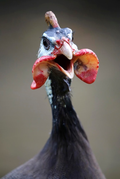 Photo close-up of bird