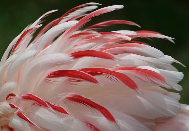 Foto prossimo piano di un uccello