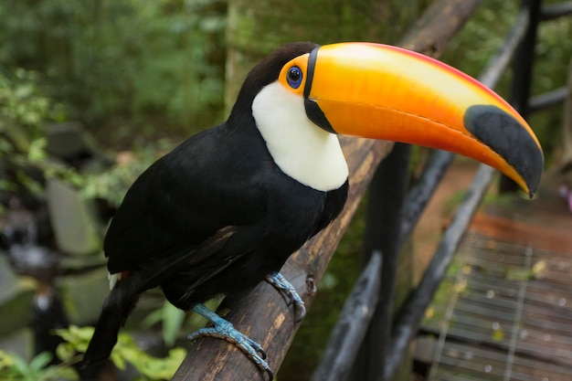 Photo close-up of bird