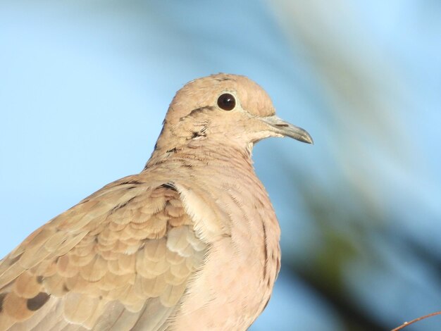 鳥のクローズアップ