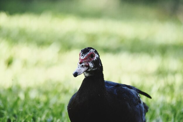 Photo close-up of a bird