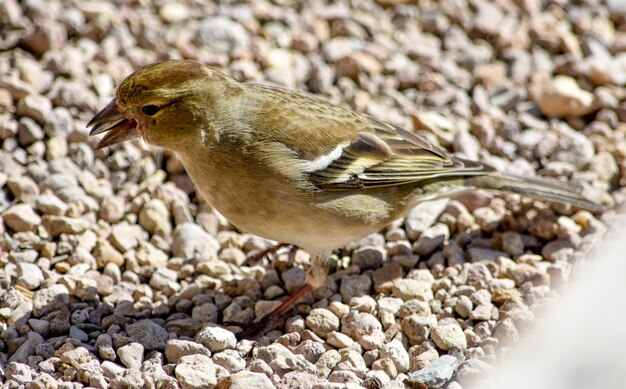 鳥のクローズアップ