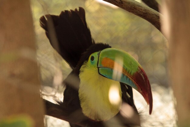 Photo close-up of bird