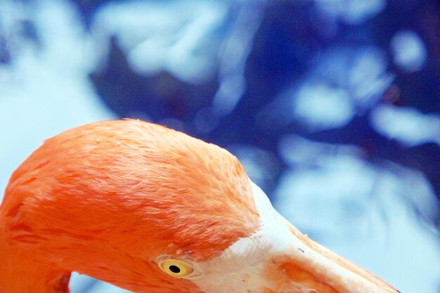 Photo close-up of bird