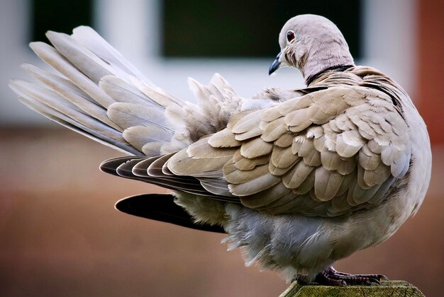 鳥のクローズアップ