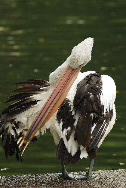 Photo close-up of bird