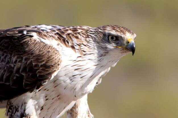 Photo close-up of a bird