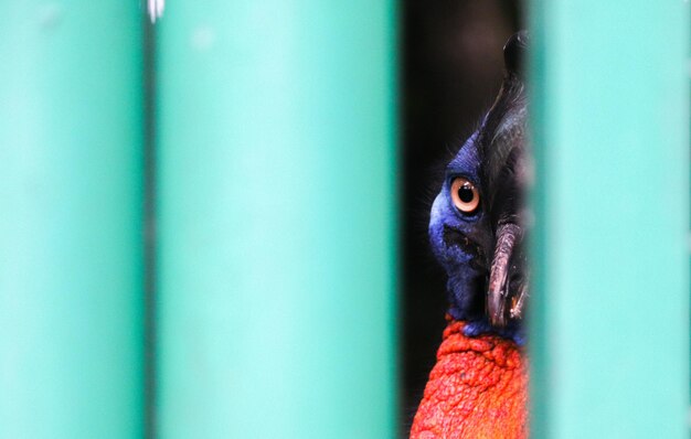 Close-up of bird