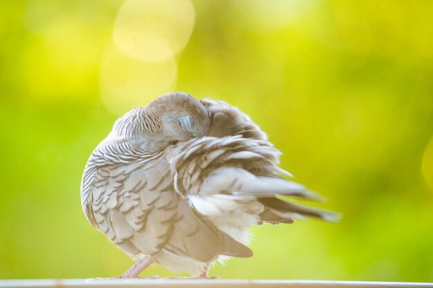 Close-up of a bird