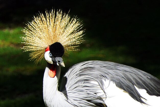 Foto prossimo piano di un uccello