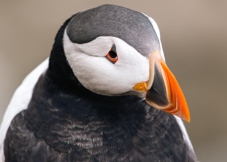 Photo close-up of bird