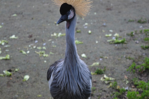 Close-up of bird