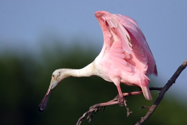 Photo close-up of a bird