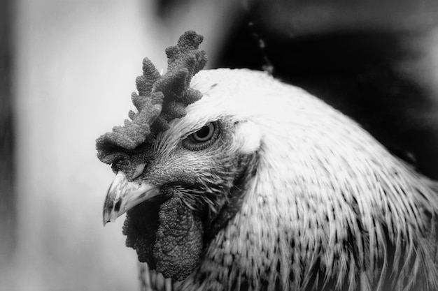 Photo close-up of a bird