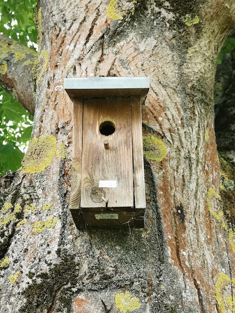 Foto close-up di una casa per uccelli sul tronco di un albero