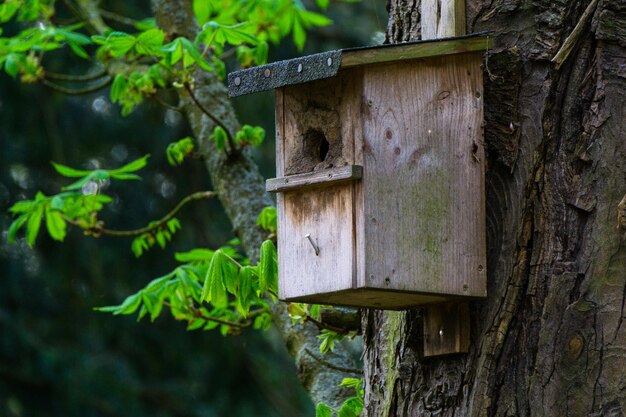 木の幹にある鳥屋のクローズアップ