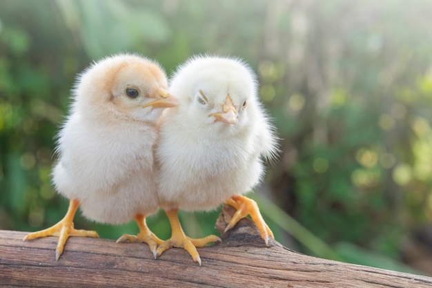 close-up of birds against blurred background