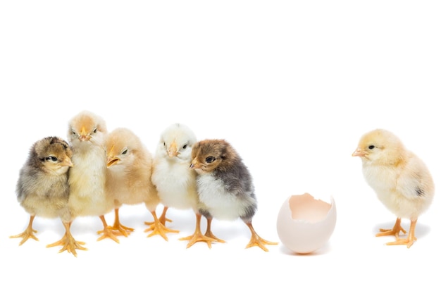 Close-up of birds against white background