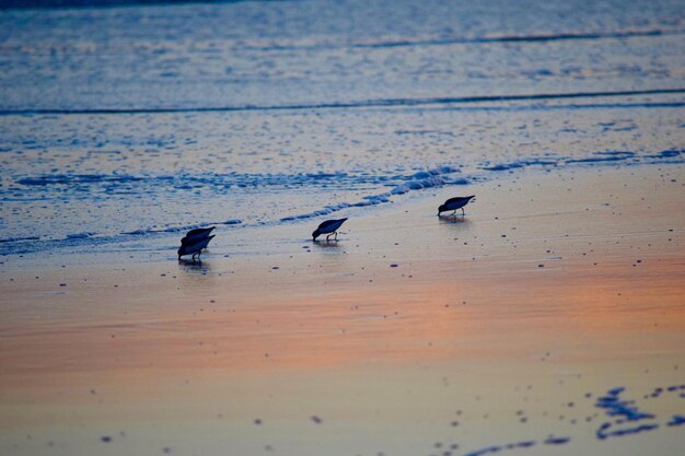 Foto close-up di uccelli sulla spiaggia