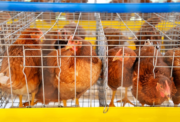 Close-up of birds in cage