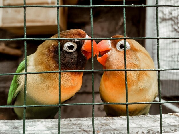 Photo close-up of birds in cage