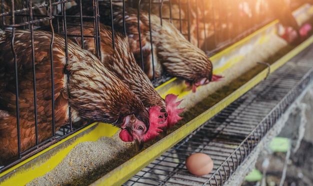 Photo close-up of birds in cage