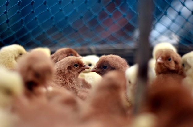 Photo close-up of birds in cage