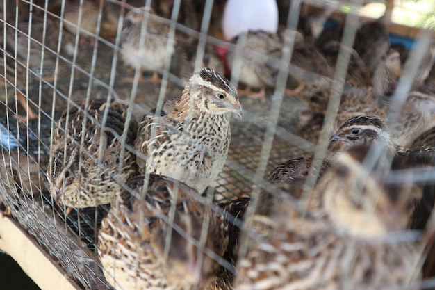 Photo close-up of birds in cage