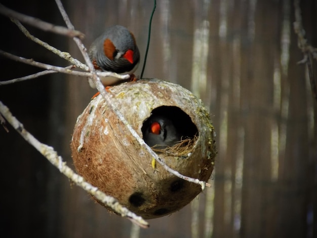 Foto prossimo piano di uccelli e cocco