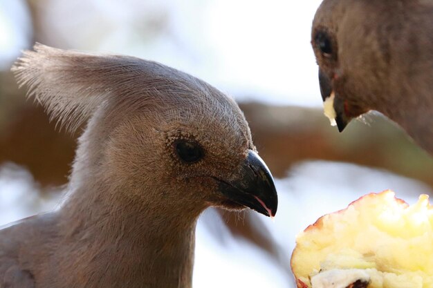 Foto close-up di uccelli che mangiano