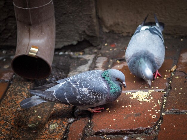 Foto close-up di uccelli che mangiano