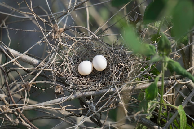 Photo close-up of birds eggs in nest