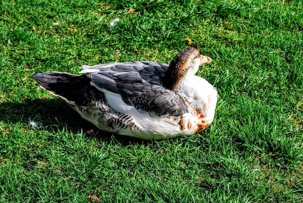 Photo close-up of birds on field