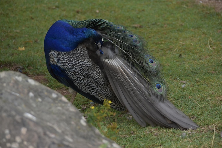 Photo フィールドでの鳥のクローズアップ
