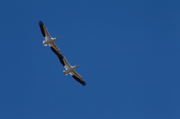 Close-up of birds flying against clear sky