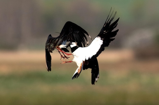 湖の上を飛ぶ鳥のクローズアップ