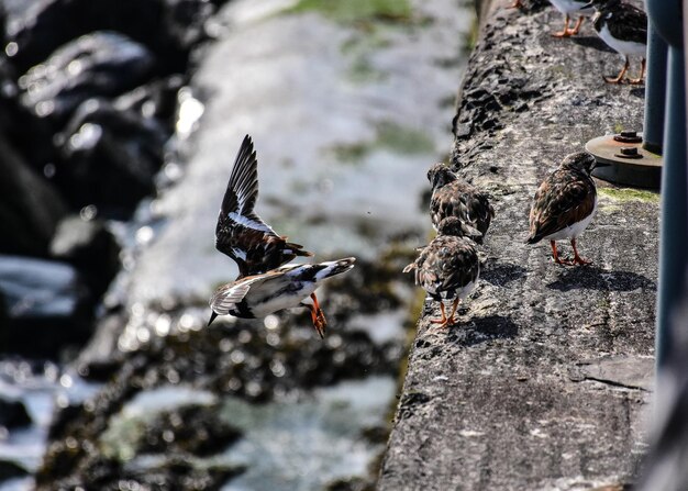 Close-up of birds flying over water