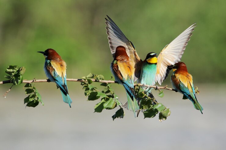 Photo close-up of birds flying