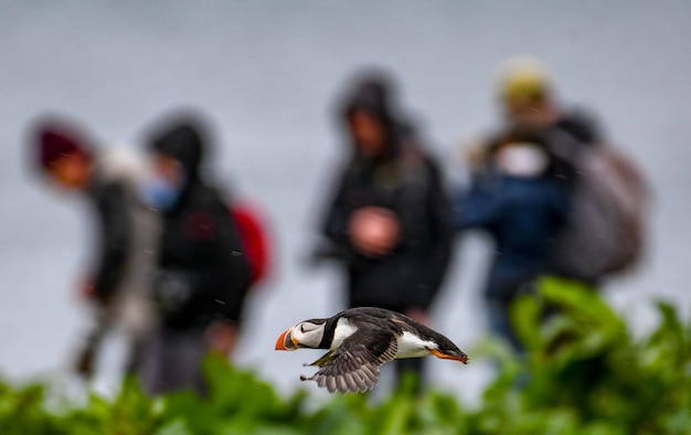 Foto prossimo piano di uccelli in volo