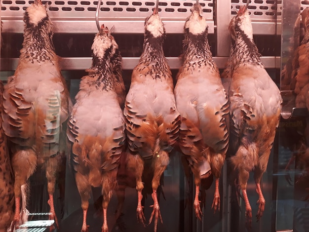 Close-up of birds hanging in market