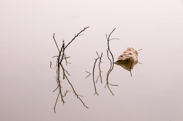 Photo close-up of birds over lake against white background