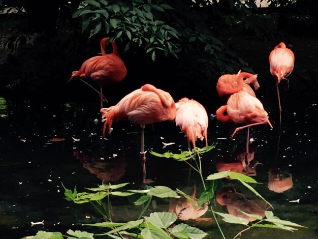 Foto prossimo piano degli uccelli nel lago