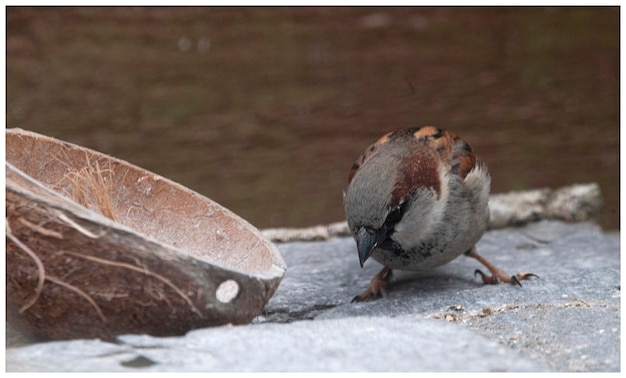 Photo close-up of birds on land